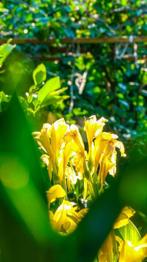 Lemon Garden Lodge Çıralı Kültér fotó