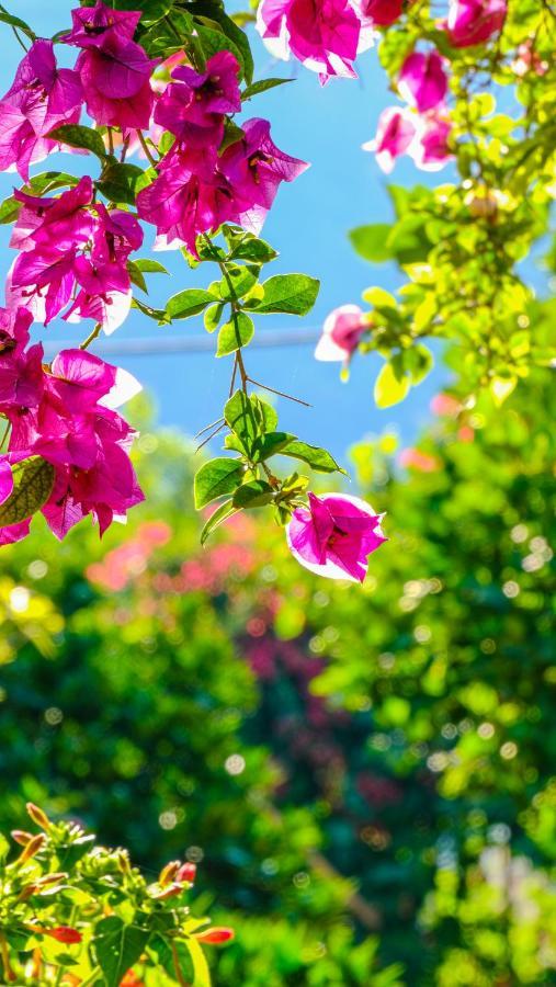 Lemon Garden Lodge Çıralı Kültér fotó