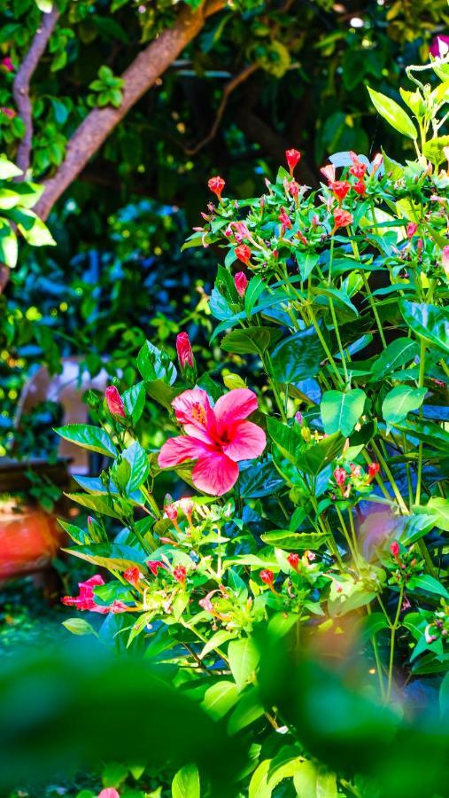 Lemon Garden Lodge Çıralı Kültér fotó